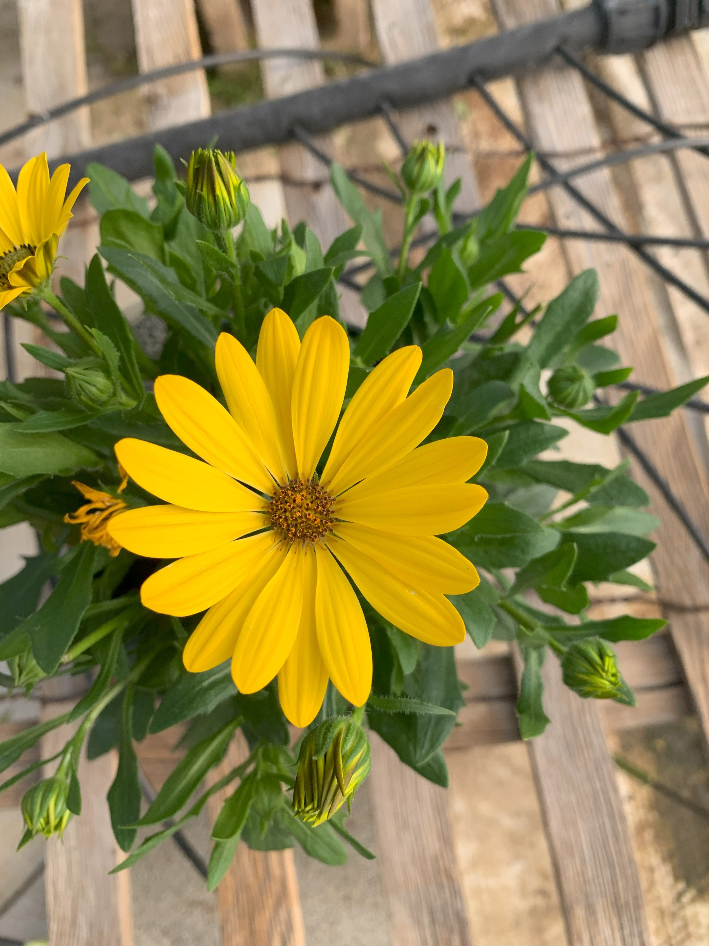 African Daisy - 6in | Shop With DHR