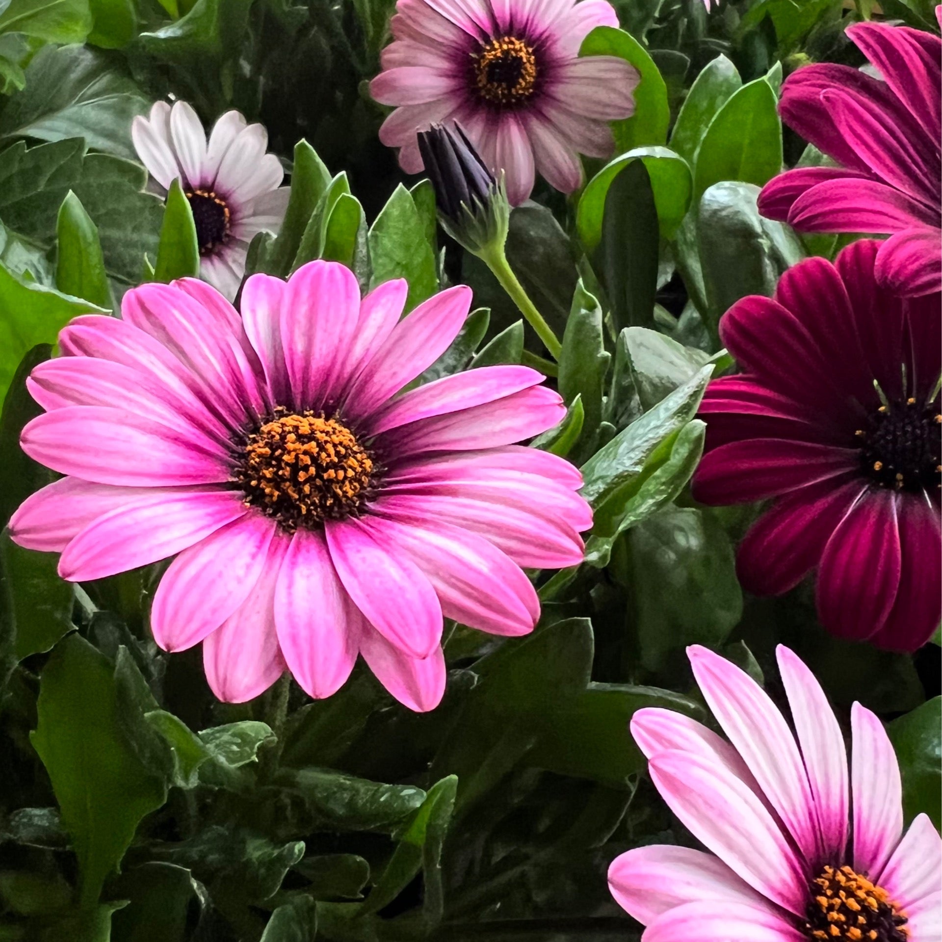 African Daisy - 6in | Shop With DHR
