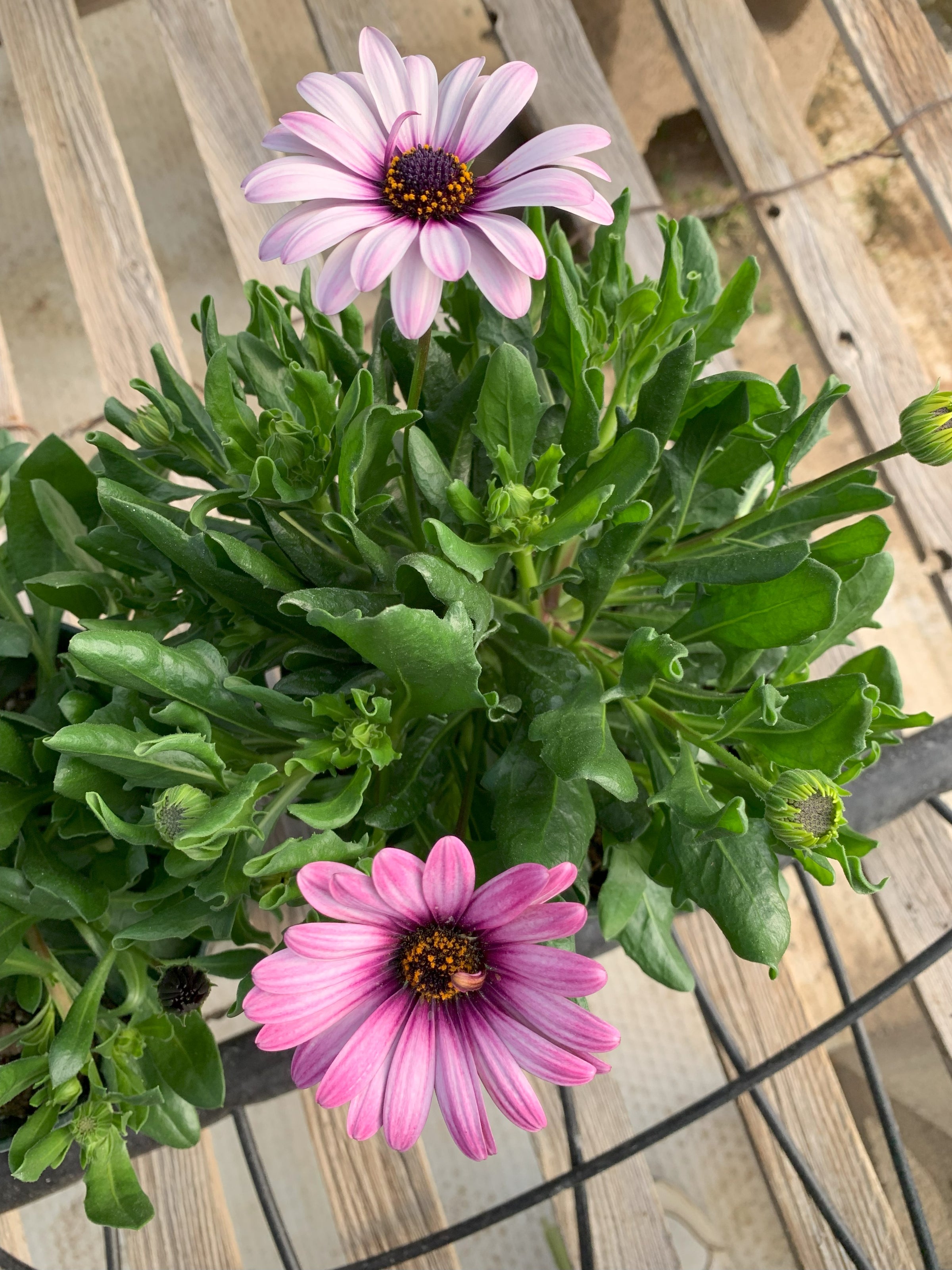 African Daisy - 6in | Shop With DHR